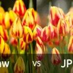 raw vs jpeg