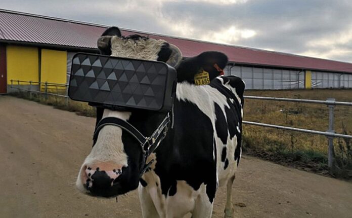 VR headset za krave